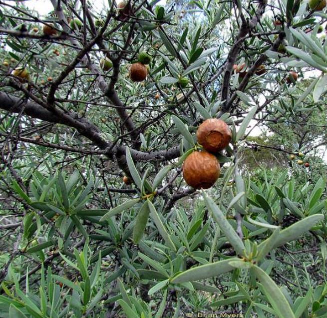 Santalum spicatum - Sândalo, Sândalo Australiano, Sandalwood, Quandong