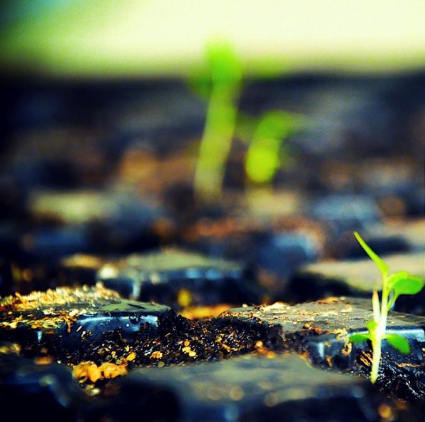 Ficus religiosa - Figueira Religiosa, Figueira dos Pagodes, Figueira Sagrada, Sacred Fig