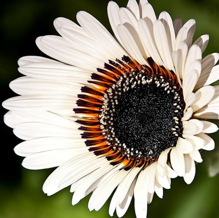 Arctotis fastuosa Alba Zulu Prince (Venidium fastuosum Alba) - Margarida Príncipe Zulu, Margarida Africana dos Olhos Neg