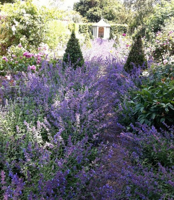 Nepeta cataria - Bálsamo do Campo, Erva dos Gatos, Catnip, Catmint