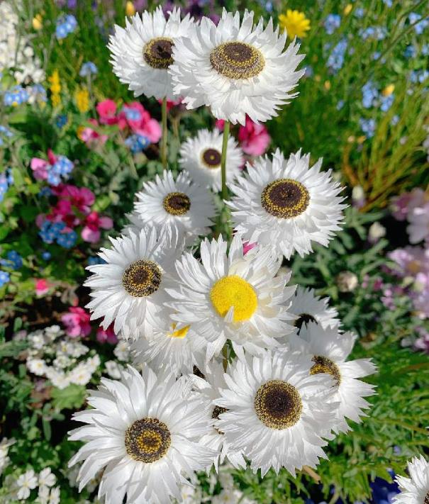 Acroclinium roseum 'Pierrot' - Rosa Eterna Pierrot, Flor Imortal Australiana, Margarida Eterna Pierrot