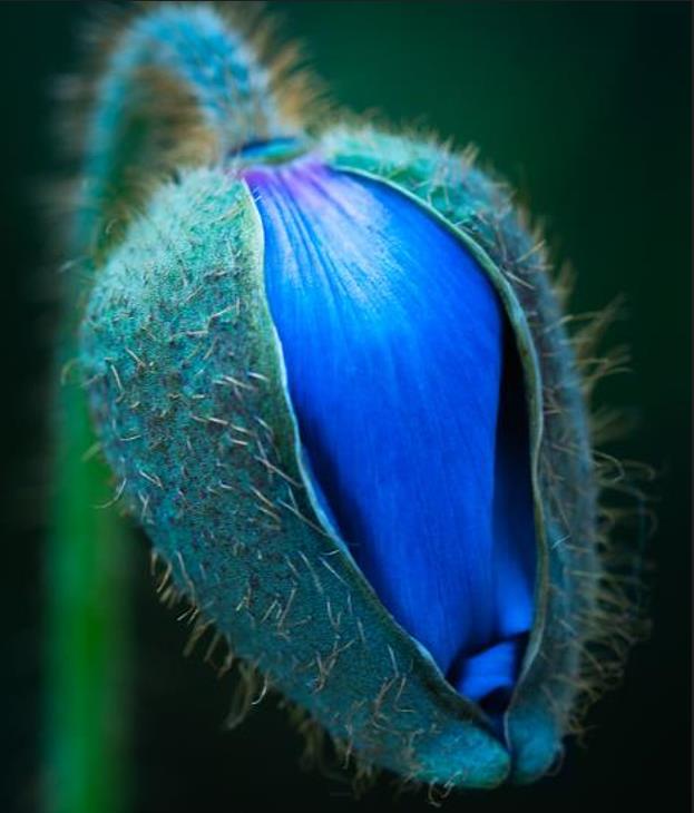 Meconopsis baileyi - Papoula Azul do Himalaya, Papoula Tibetana, Himalayan Blue Poppy, Papoula de Bai