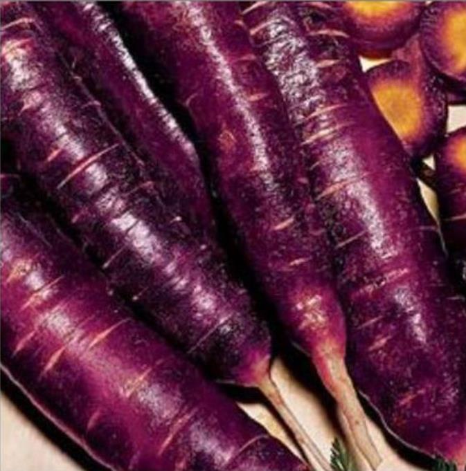 Daucus carota 'Purple Dragon' (C.O) - Cenoura Roxa Gourmet, Cenoura Bicolor, Cenoura colorida