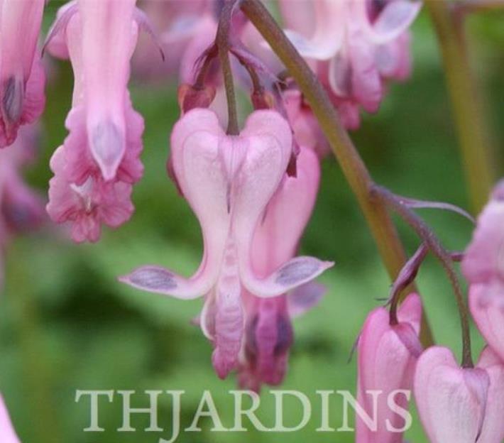 Dicentra eximia -  Coração Sangrento, Samambaia Coração Sangrento