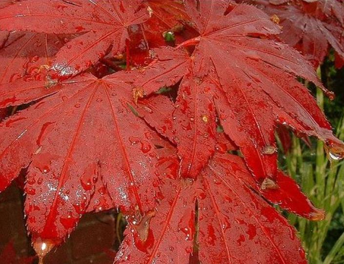Acer palmatum Bloodgood - Acer Maple Bloodgood
