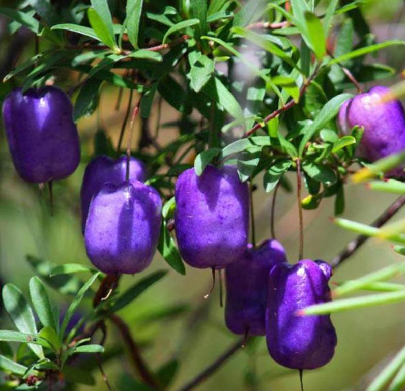 Billardiera longiflora - Maça Roxa, Trepadeira de Maças Roxas, Purple Apple Berry Vine