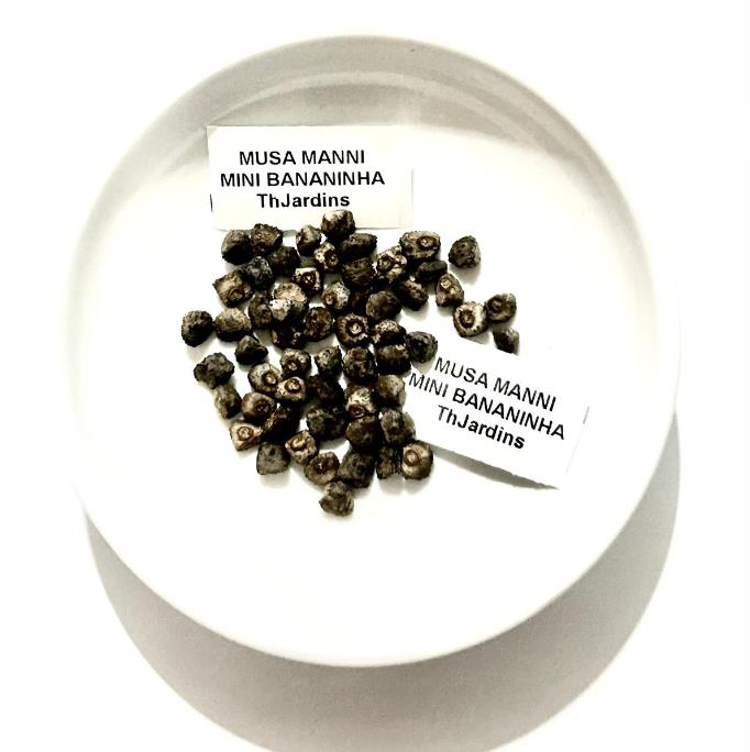 Musa mannii - Mini Bananeira, Mini Bananinha, Baby Banana, Indian Dwarf Banana