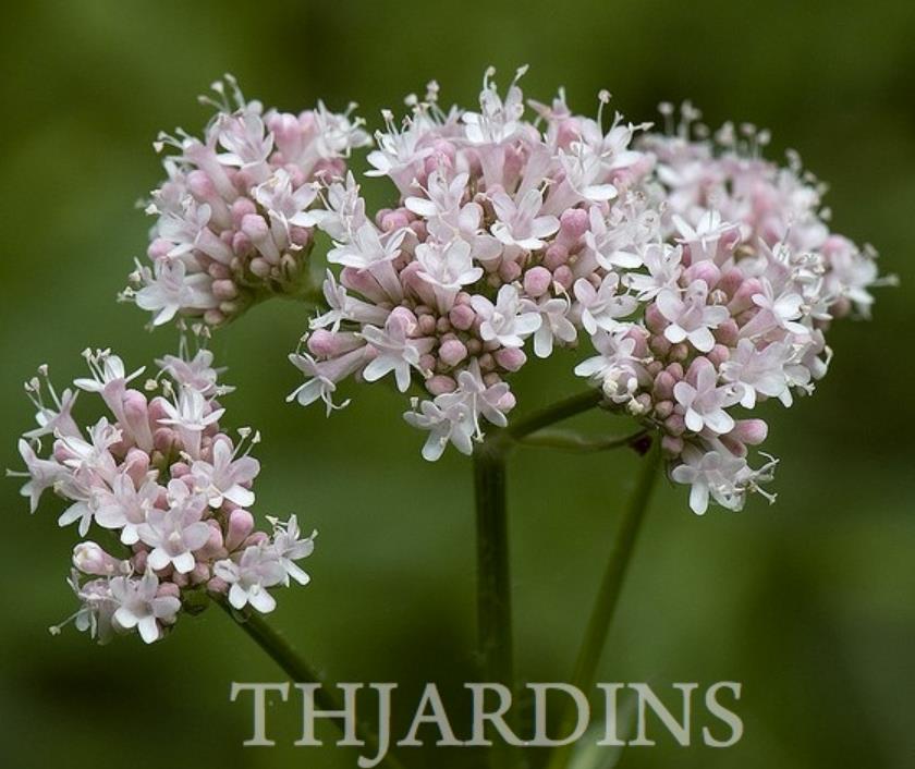 Valeriana Officinalis Anthos - Erva De São Jorge, Valeriana