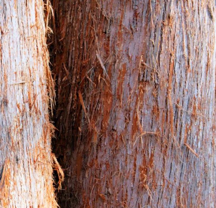 Eucalyptus delegatensis - Eucalipto Gigante, Eucalipto Carvalho da Tasmânia, Eucalipto Goma-Top Madeira Fo