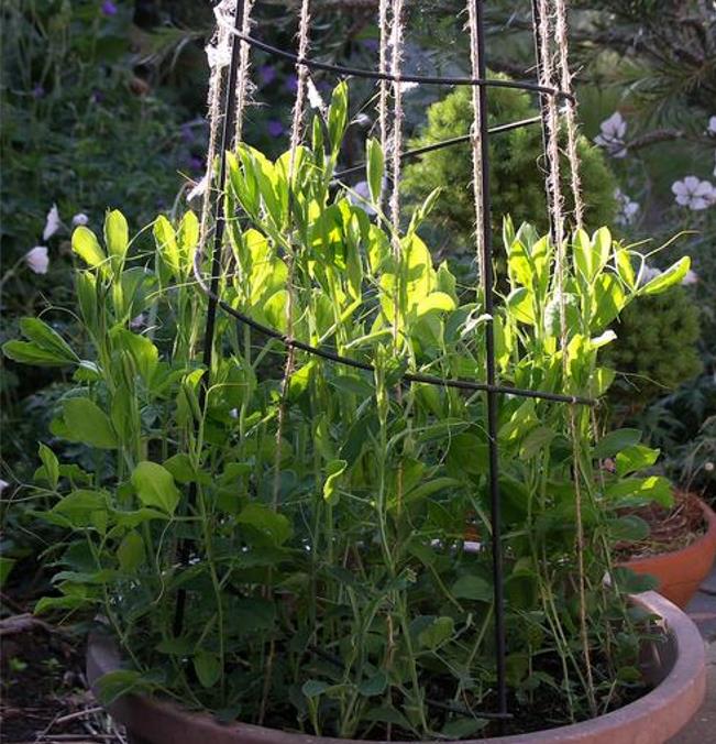 Lathyrus odoratus 'Mammoth Navy Blue' - Ervilha Doce Gigante, Trepadeira Ervilha de Cheiro 'Mammoth Navy Blue'