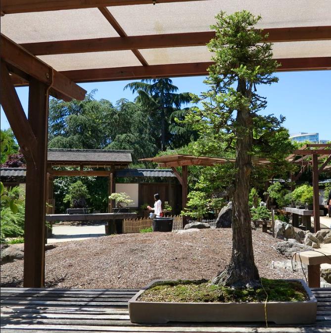 Sequoia sempervirens - Sequoia Sempre Verde, Sequoia Costeira, Sequoia Vermelha, Coast Redwood
