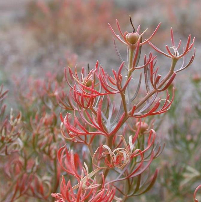 Peganum harmala - Arruda Síria, Arruda Selvagem, Harmal, Arruda Africana