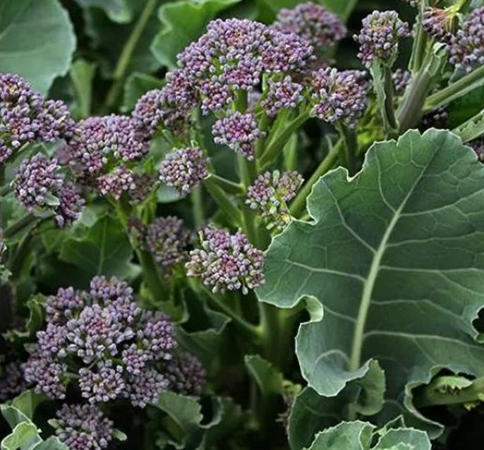 Brassica oleracea Early Purple Sprouting Broccoli (C.O) - Brócolis Brotos Roxos Precoces, Brócolis Brotando Roxo, Brócol