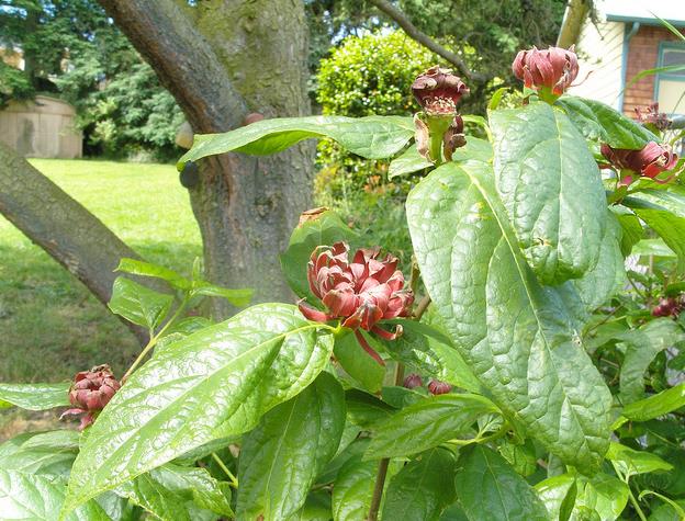 Calycanthus floridus - Carolina pimenta da Jamaica, Arbusto abacaxi, Arbusto morango, Arbusto doce