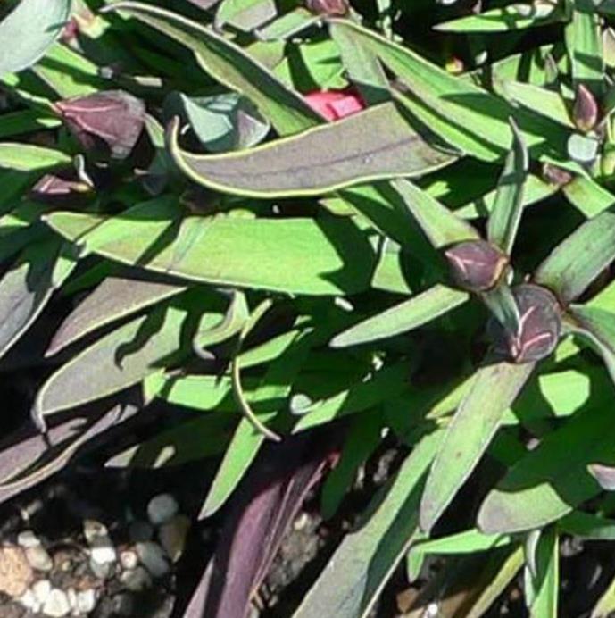 Dianthus chinensis Heddewigii Black and White Minstrels - Cravo 'Menestrel Preto E Branco', Rosa Chinesa, Rosa Indiana,