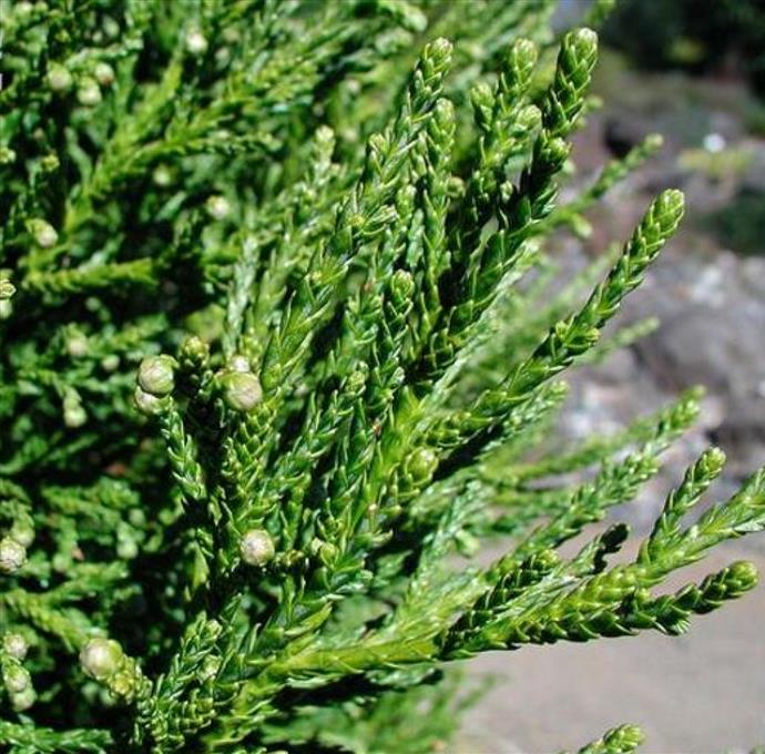 Athrotaxis laxifolia - Pinheiro Atrotaxia, Atrotaxia de Cume, Cedro da Tasmânia, Cedro Summit