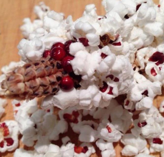 Zea mays Strawberry Popcorn (C.O) - Milho Pipoca Morango, Milho Pipoca Ornamental