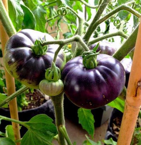 Solanum lycopersicon Blue beauty - Tomate azul Brad Gates, Tomate Beleza Azul,  Tomate Blue Beauty