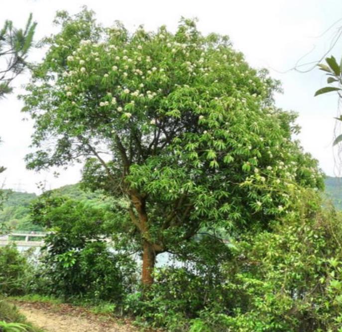 Schima superba - Planta do Chá, Árvore do Mel Schima, Needlewood
