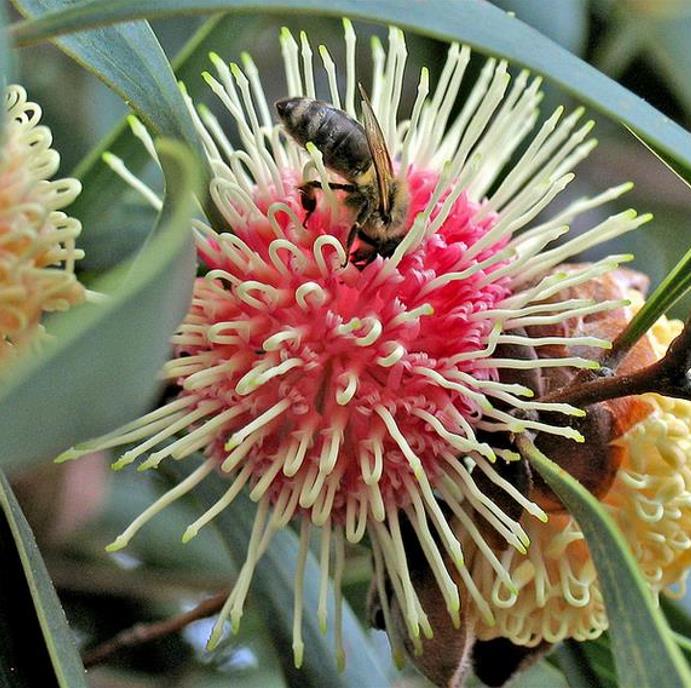 Hakea laurina - Protea Hakea Almofada de Alfinetes, Pincushion Hakea, Hakea Ouriço do Mar