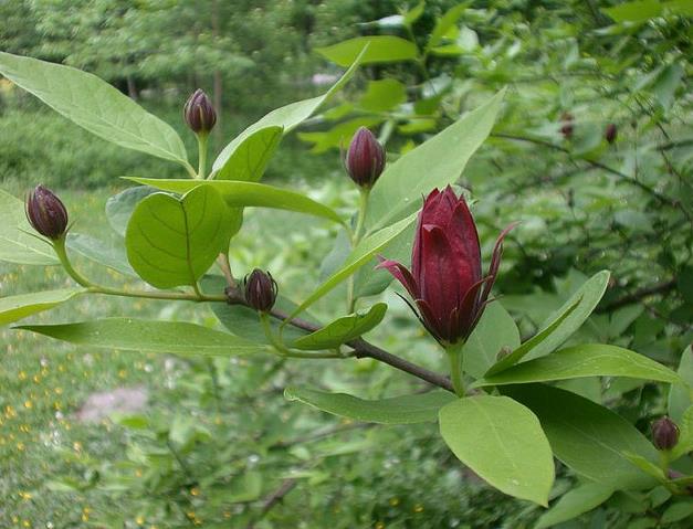Calycanthus floridus - Carolina pimenta da Jamaica, Arbusto abacaxi, Arbusto morango, Arbusto doce