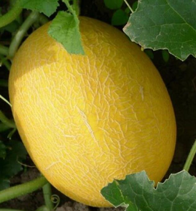 Cucumis armenian giant (Certificação Orgânica) - Melão Gigante Armênio, Melão Persa Gigante, Melão Gigante Doce Milagre