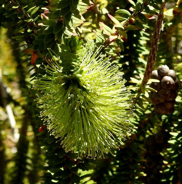 Callistemon viridiflorus (Melaleuca virens) - Escova de Garrafa verde-limão, Green Bottlebrush, Escova de Garrafa das Mo