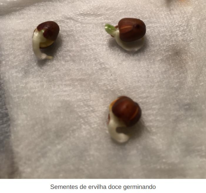 Lathyrus odoratus x belinensis 'Erewhon' - Ervilha Doce 'Erewhon', Trepadeira Ervilha de Cheiro 'Erewhon', Lathyrus odor