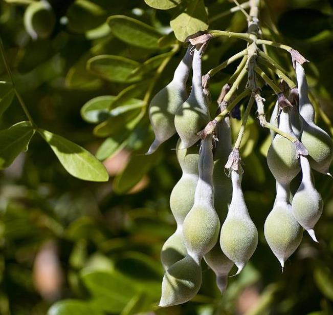 Sophora secundifloa -  Mescalbean, Louro da montanha do Texas, Feijão Mescal, Flor Glicínia do Texas