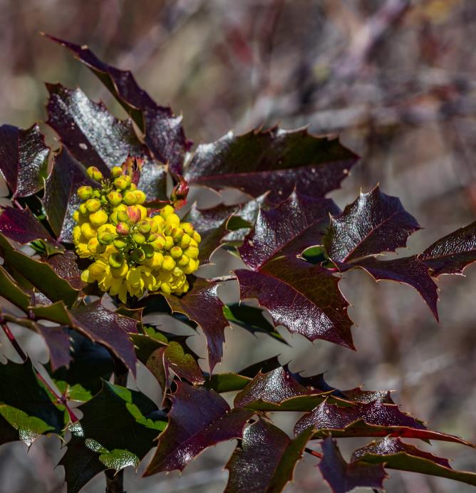 Mahonia aquifolium - Uva do Oregon, Berberis do Oregon