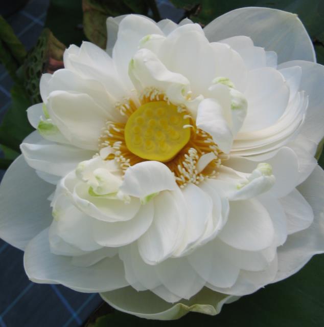 Nelumbo nucifera 'White Plenum' - Lótus Branca Plena , Flor de Lótus Branca Dobrada, Lótus Sagrado, Lótus-da-Índia