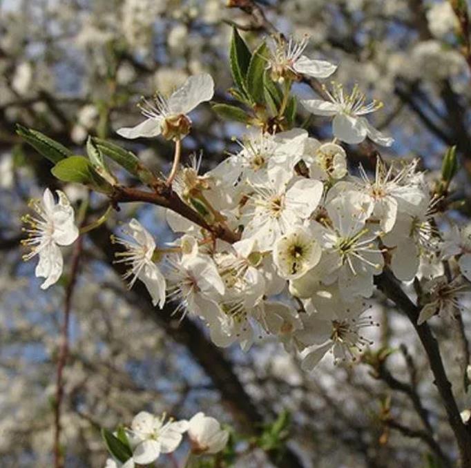 Prunus domestica Subsp. syriaca 'Nancy Red Speckled' - Ameixeira Mel de Lorraine, Ameixa Mirabelle, Mirabelle Plum, Mira