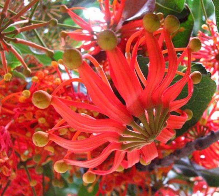 Stenocarpus sinuatus - Árvore Roda de Fogo, Árvore do Rotary, Firewheel Tree