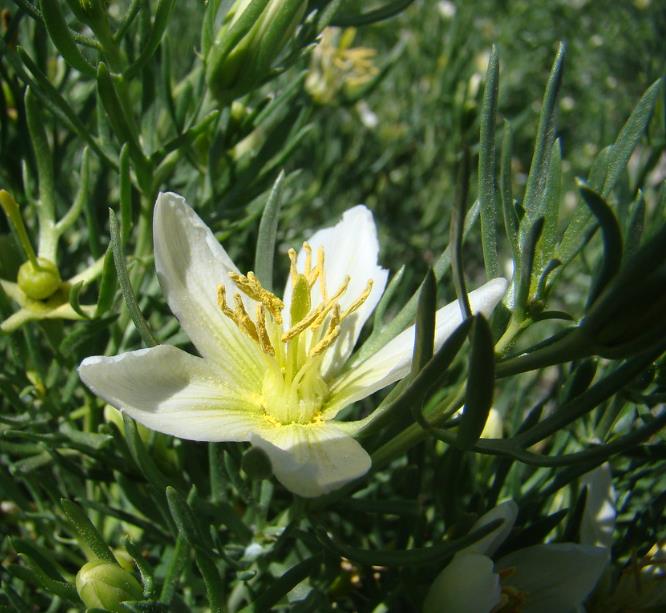 Peganum harmala - Arruda Síria, Arruda Selvagem, Harmal, Arruda Africana