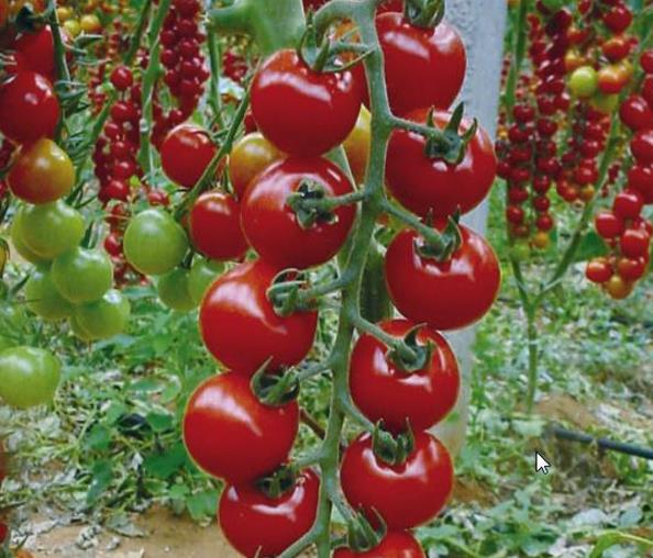 Solanum lycopersicon Pimpinellifolium C.O. (Certificação orgânica) - Tomate Groselha, Tomate cereja selvagem