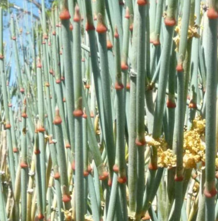Ephedra intermedia - Chá Mórmon Azul, Blue Jointfir, Mormon Tea, Chá Brigham, Zhong Mahuang, Efedra