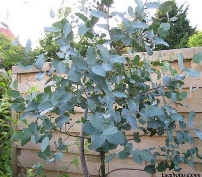 Corymbia gunnii - Eucalipto Goma de Cidra, Eucalipto Maple Syrup, Eucalipto Xarope de Bordo