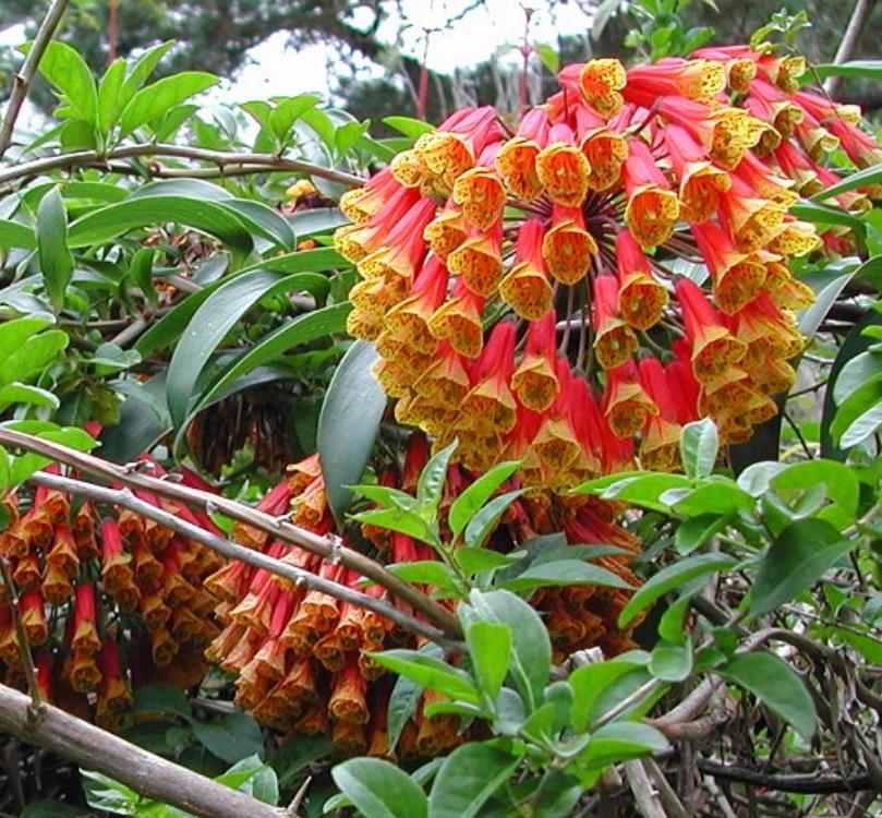 Bomarea multiflora - Bomarea, Trepadeira Lírio Bomarea, Lírio da Colômbia