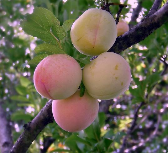 Prunus domestica 'Tricolor' - Ameixeira, Ameixa Tricolor