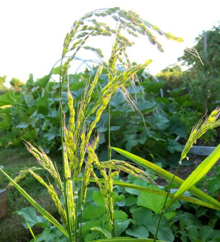 Oryza sativa Duborskian (Certificação Orgânica) - Arroz Duborskian, Arroz de montanha