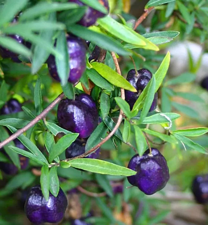 Billardiera longiflora - Maça Roxa, Trepadeira de Maças Roxas, Purple Apple Berry Vine