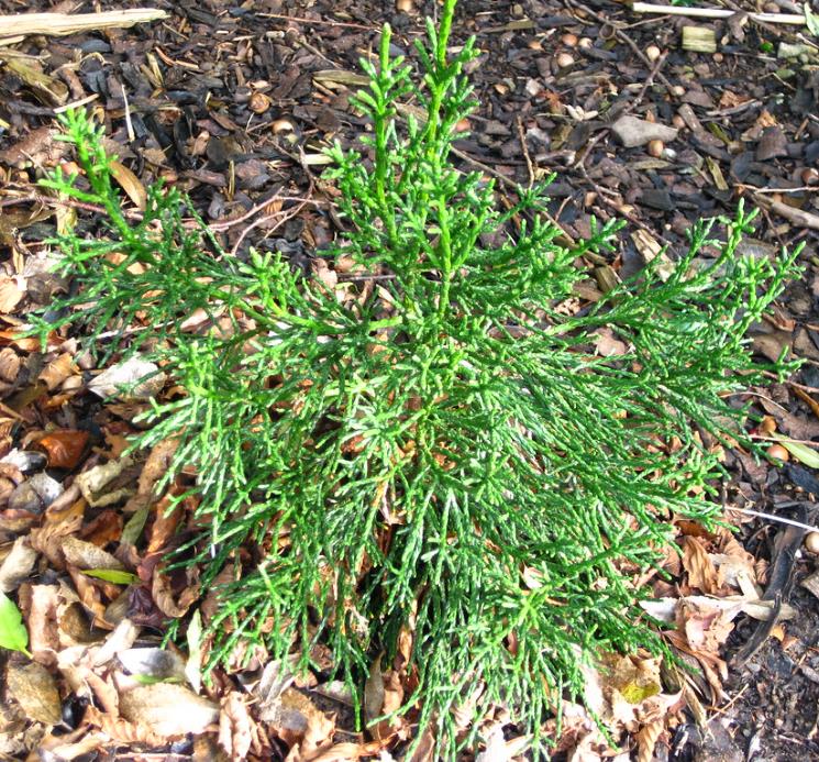 Athrotaxis cupressoides - Pinheiro Lápis, Pinho do lápis, Pencil Pine