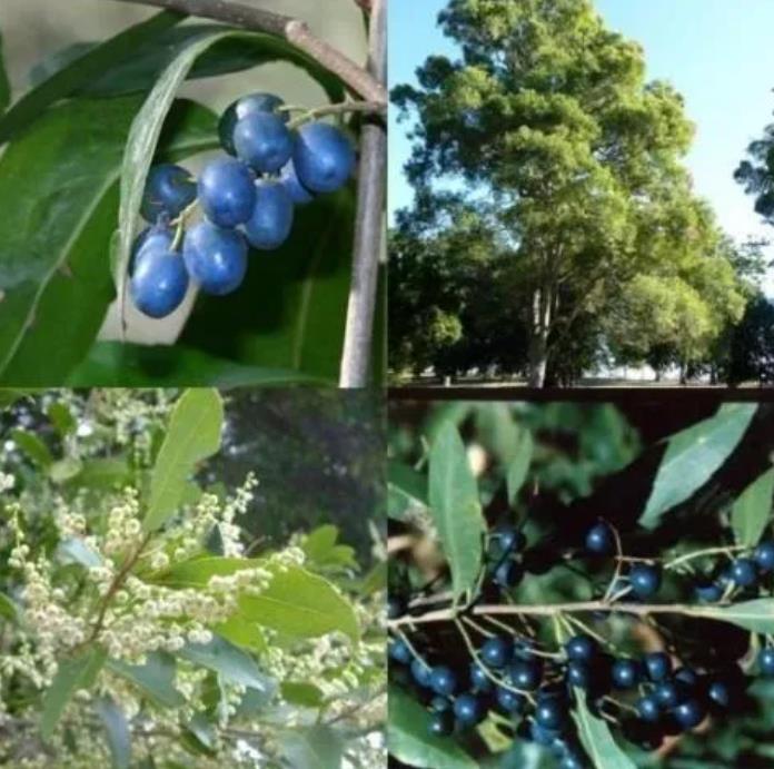 Elaeocarpus ganitrus - Azeitona Azul, Rudraksha, Contas de Mirtilo