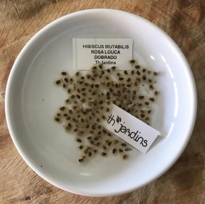 Hibiscus mutabilis - Rosa Confederada, Rosa Louca, Mimo de Vênus, Dixie Rosemalow