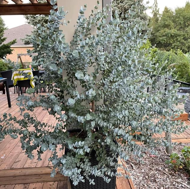Eucalyptus pulverulenta 'Baby Blue' - Eucalipto Baby Blue, Eucalipto dos Floristas, Eucalipto Prata da Montanha