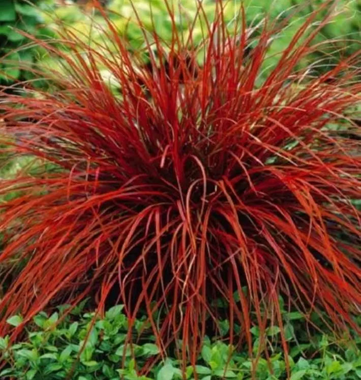 Uncinia rubra - Grama Vermelha