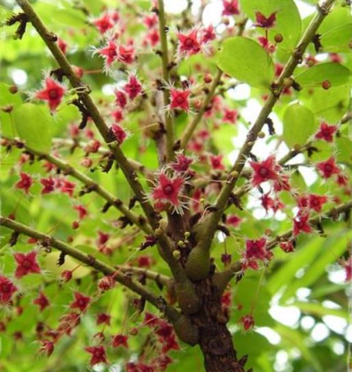 Phyllanthus pulcher - Groselha da Tailândia, Phyllanthus Bela, Phyllanthus Belo