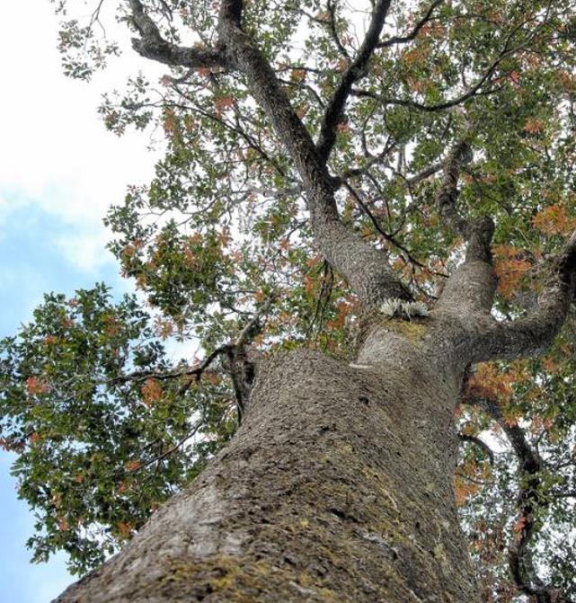 Schima superba - Planta do Chá, Árvore do Mel Schima, Needlewood