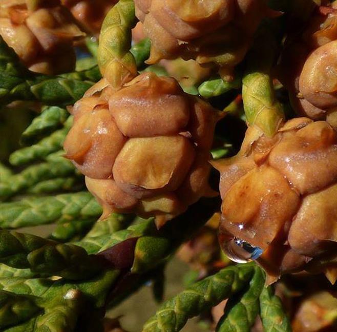 Athrotaxis cupressoides - Pinheiro Lápis, Pinho do lápis, Pencil Pine