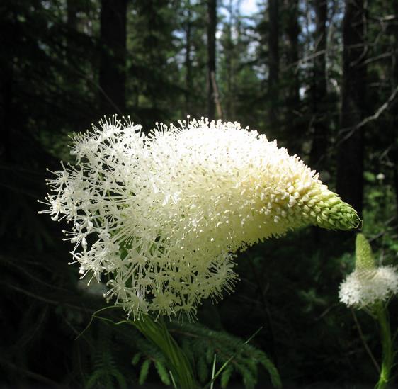 Xerophyllum tenax - Lírio relva, Relva aromática, Grama de urso